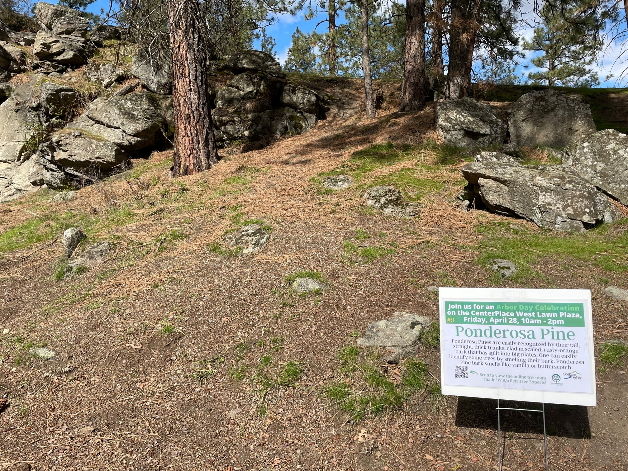 An area with trees at Ponderosa Pines during the Arbor Day event.